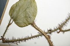 Smilax tamnoides
