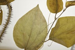Smilax tamnoides