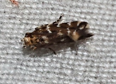 Stagmatophora argyrostrepta