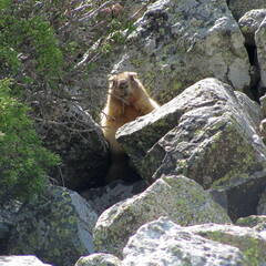 Marmota baibacina