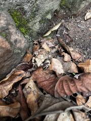 Tomopterna natalensis