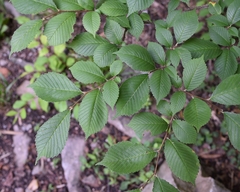 Ulmus davidiana