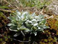 Argyrotegium fordianum