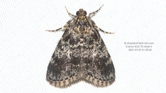 Orthaga onerata