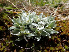 Argyrotegium fordianum
