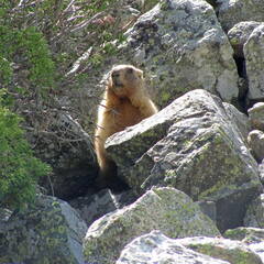Marmota baibacina