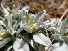 Argyrotegium fordianum