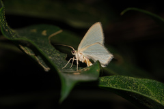 Hemithea tritonaria