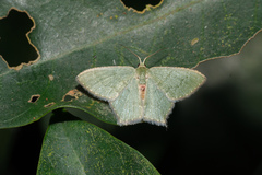 Hemithea tritonaria