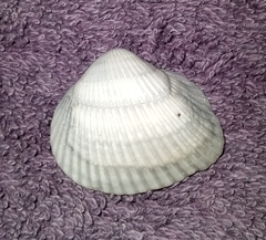 Noetia ponderosa