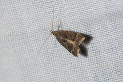 Hypena laceratalis