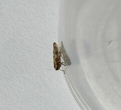 Cicadomorpha