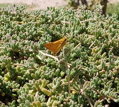 Hylephila phyleus