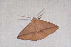 Ugia purpurea