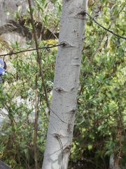 Populus brandegeei
