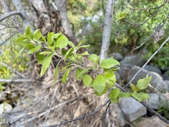 Populus brandegeei