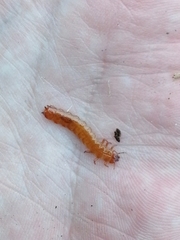 Cucujus cinnaberinus