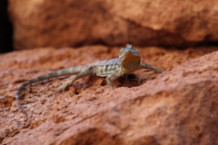 Petrosaurus thalassinus