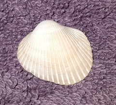 Lunarca ovalis