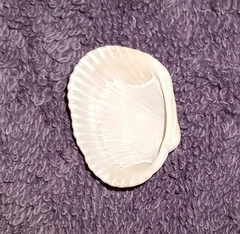 Lunarca ovalis