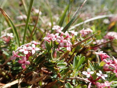Pimelea alpina