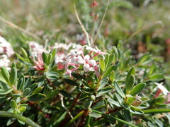 Pimelea alpina