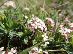 Pimelea alpina