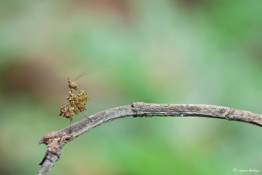 Moss Mantis from Virajpet, india on February 10, 2013 by Vipin Baliga ...