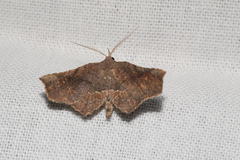 Throana pectinifer
