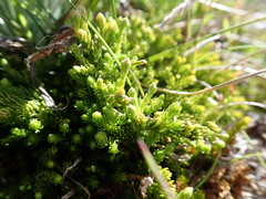 Austrolycopodium fastigiatum