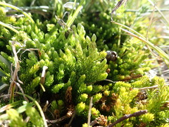 Austrolycopodium fastigiatum