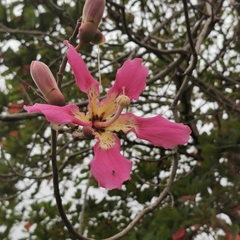 Ceiba speciosa