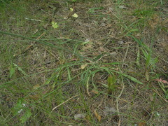 Pilosella caespitosa colliniformis