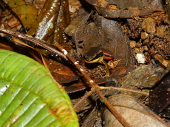 Leucostethus fraterdanieli