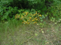 Pilosella caespitosa colliniformis