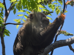 Macaca leonina