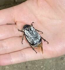 Dermolepida albohirtum