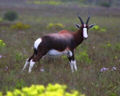 Damaliscus pygargus pygargus