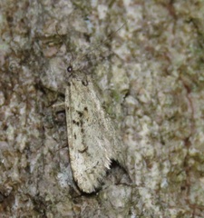 Diurnea fagella