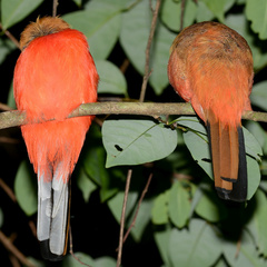 Harpactes duvaucelii