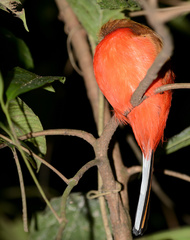 Harpactes duvaucelii