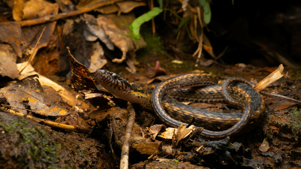 Groundwater's Keelback
