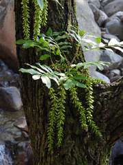 Pterocarya stenoptera