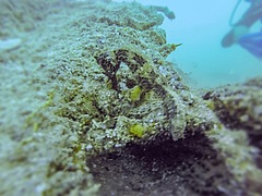 Hippocampus ingens