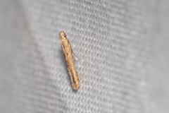 Culladia hastiferalis