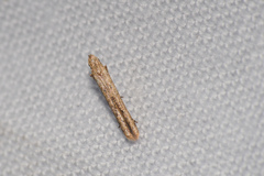 Culladia hastiferalis