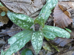 Pulmonaria officinalis