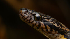 Hebius