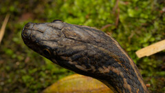 Hebius