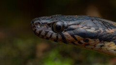 Hebius